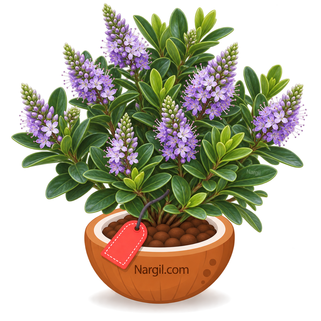 Nargil_Hebe pinguifolia
